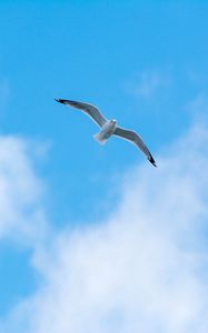 Preview wallpaper seagull, flight, bird, sky, minimalism