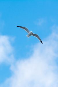 Preview wallpaper seagull, flight, bird, sky, minimalism