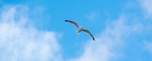 Preview wallpaper seagull, flight, bird, sky, minimalism
