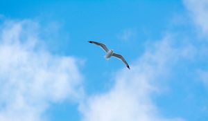 Preview wallpaper seagull, flight, bird, sky, minimalism