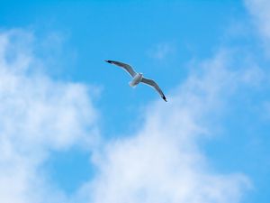 Preview wallpaper seagull, flight, bird, sky, minimalism