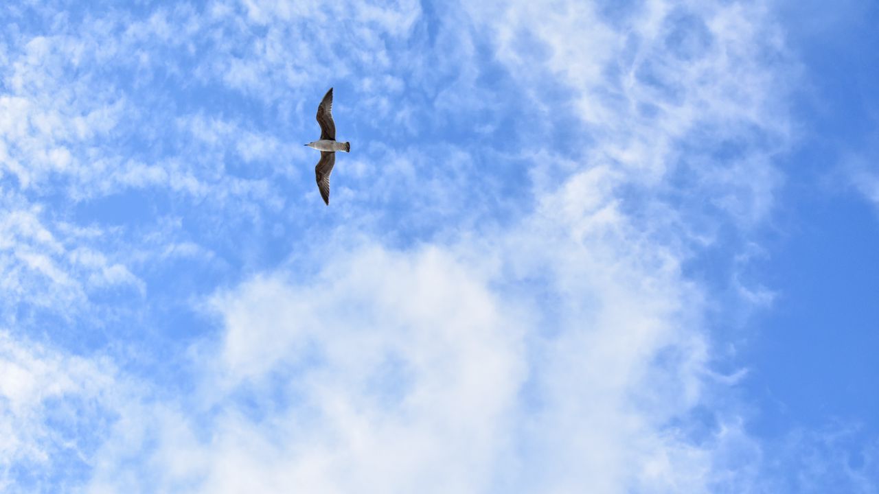 Wallpaper seagull, flight, minimalism