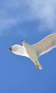 Preview wallpaper seagull, flight, sky, bird