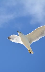 Preview wallpaper seagull, flight, sky, bird