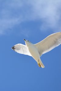 Preview wallpaper seagull, flight, sky, bird