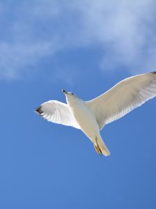 Preview wallpaper seagull, flight, sky, bird