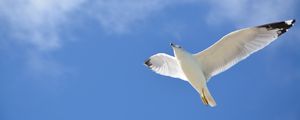 Preview wallpaper seagull, flight, sky, bird