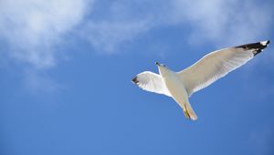 Preview wallpaper seagull, flight, sky, bird