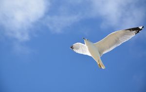 Preview wallpaper seagull, flight, sky, bird