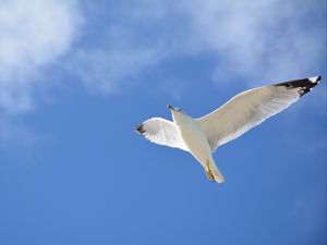 Preview wallpaper seagull, flight, sky, bird