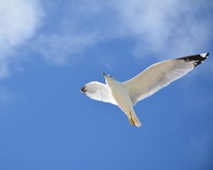 Preview wallpaper seagull, flight, sky, bird