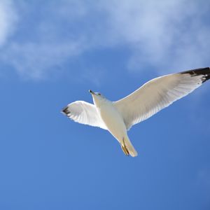 Preview wallpaper seagull, flight, sky, bird
