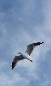 Preview wallpaper seagull, flight, wings, sky