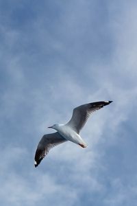 Preview wallpaper seagull, flight, wings, sky