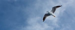 Preview wallpaper seagull, flight, wings, sky