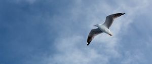 Preview wallpaper seagull, flight, wings, sky