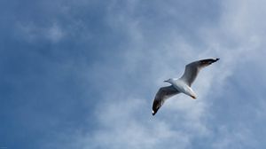 Preview wallpaper seagull, flight, wings, sky