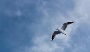 Preview wallpaper seagull, flight, wings, sky