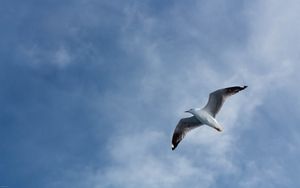 Preview wallpaper seagull, flight, wings, sky