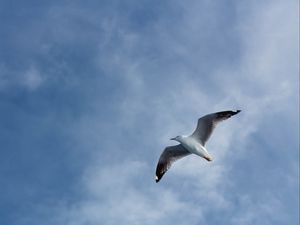 Preview wallpaper seagull, flight, wings, sky