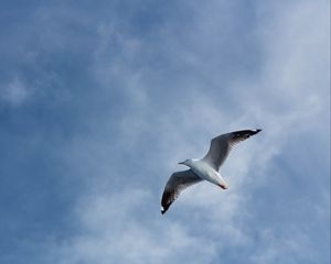 Preview wallpaper seagull, flight, wings, sky