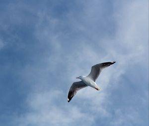 Preview wallpaper seagull, flight, wings, sky