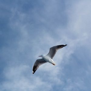 Preview wallpaper seagull, flight, wings, sky