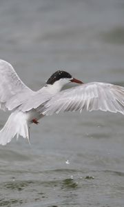 Preview wallpaper seagull, flying, bird, water