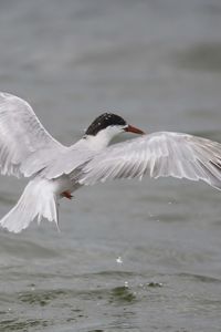 Preview wallpaper seagull, flying, bird, water