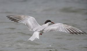 Preview wallpaper seagull, flying, bird, water