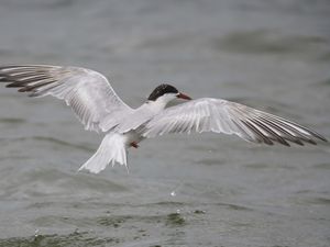 Preview wallpaper seagull, flying, bird, water