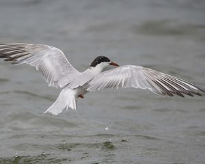 Preview wallpaper seagull, flying, bird, water