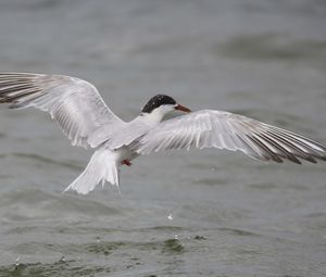 Preview wallpaper seagull, flying, bird, water