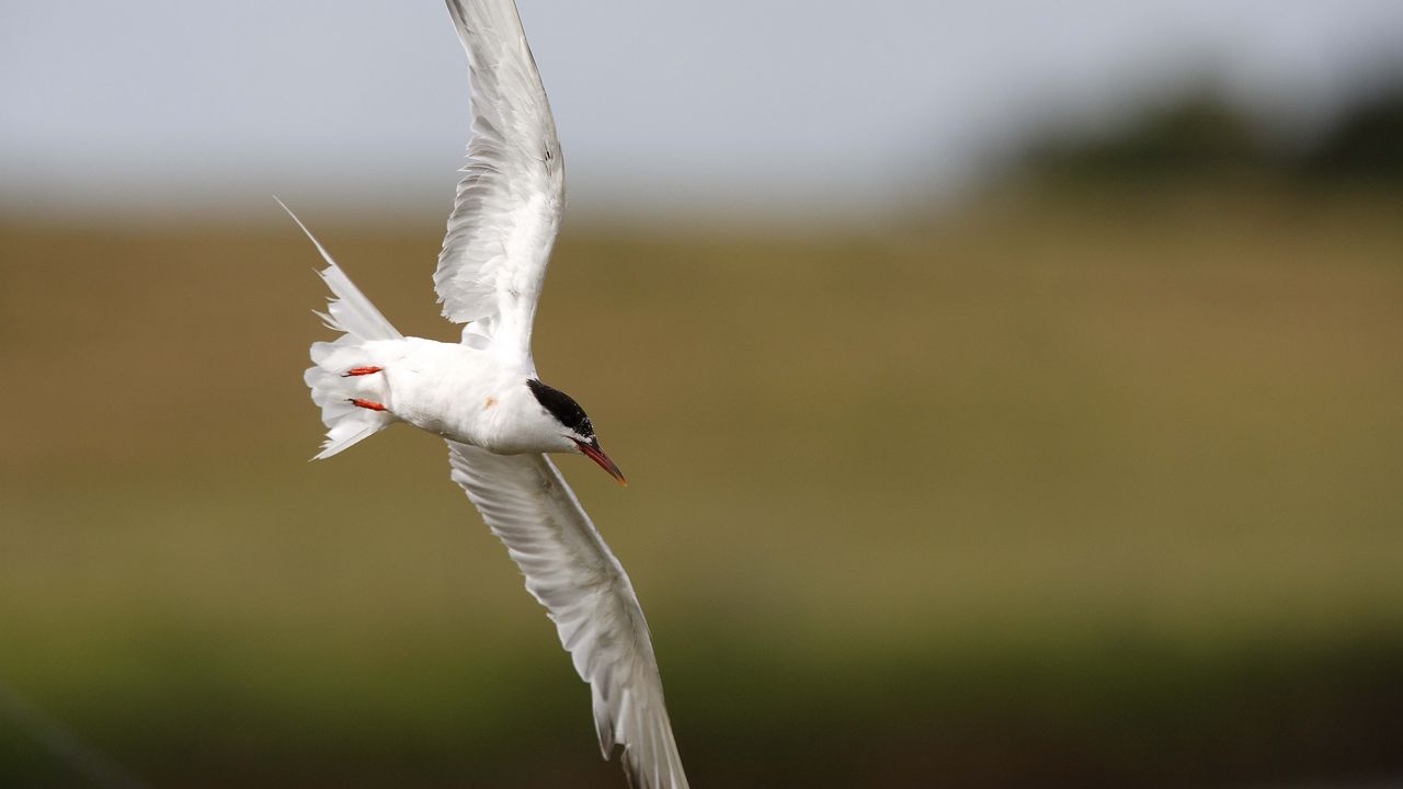 Wallpaper seagull, flying, bird, blur