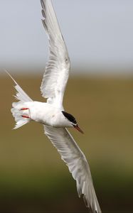 Preview wallpaper seagull, flying, bird, blur