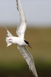 Preview wallpaper seagull, flying, bird, blur