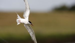 Preview wallpaper seagull, flying, bird, blur