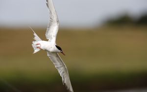Preview wallpaper seagull, flying, bird, blur