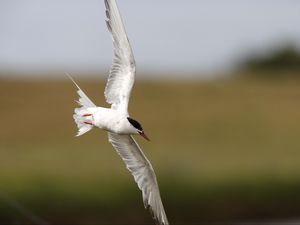 Preview wallpaper seagull, flying, bird, blur