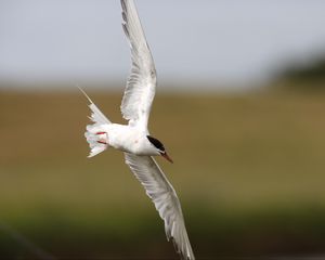 Preview wallpaper seagull, flying, bird, blur