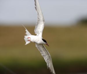 Preview wallpaper seagull, flying, bird, blur