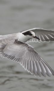 Preview wallpaper seagull, flying, flap, wings