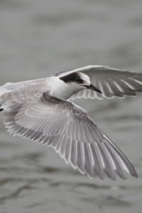 Preview wallpaper seagull, flying, flap, wings