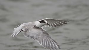 Preview wallpaper seagull, flying, flap, wings