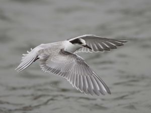 Preview wallpaper seagull, flying, flap, wings