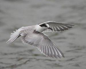 Preview wallpaper seagull, flying, flap, wings