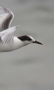 Preview wallpaper seagull, flying, sea