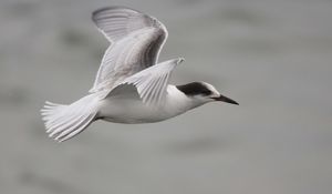 Preview wallpaper seagull, flying, sea