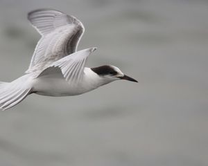 Preview wallpaper seagull, flying, sea