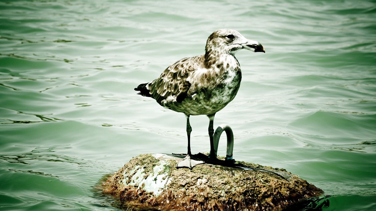 Wallpaper seagull, island, sitting, bird